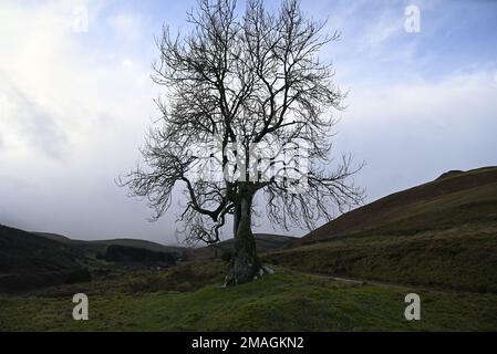 The Frandy tree Glendevon Perthshire Stock Photo - Alamy