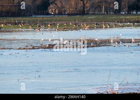 Charvil, Berkshire, UK. 19th January, 2023. Bird wading in floodwater in a field.  Following heavy rain in January, agricultural fields in Charvil, Berkshire are flooded and some of them are now frozen over. A Flood Alert is in place for the Lower River Loddon at the River Thames confluence including Twyford, Charvil and Wargrave. Freezing temperatures are expected to continue until next week. Credit: Maureen McLean/Alamy Live News Stock Photo