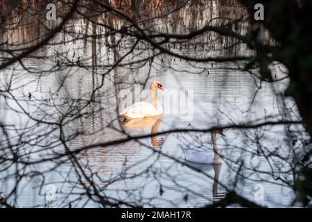 Charvil, Berkshire, UK. 19th January, 2023. Swans swimming in floodwater in a field. Following heavy rain in January, agricultural fields in Charvil, Berkshire are flooded and some of them are now frozen over. A Flood Alert is in place for the Lower River Loddon at the River Thames confluence including Twyford, Charvil and Wargrave. Freezing temperatures are expected to continue until next week. Credit: Maureen McLean/Alamy Live News Stock Photo