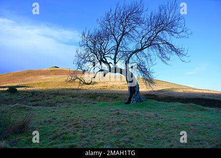 The Frandy tree Glendevon Perthshire Stock Photo