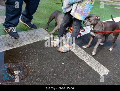 Portland sea dogs hi-res stock photography and images - Alamy