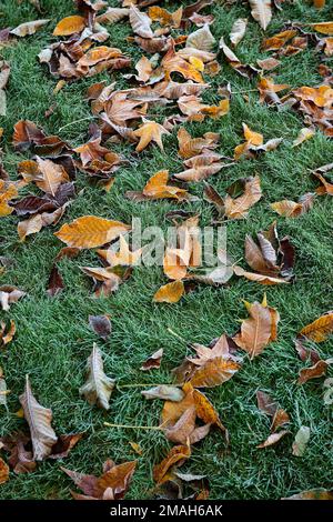 An Autumn frost on fallen leaves on a lawn. Stock Photo