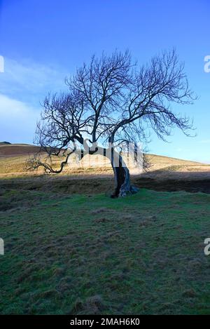 The Frandy tree Glendevon Perthshire Stock Photo