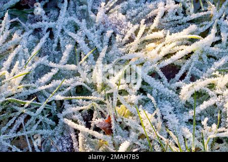 Close up showing individual blades of grass heavily covered with frost crystals after an extremely cold winter's night. Stock Photo