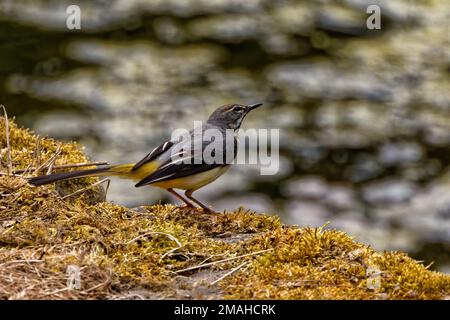 Male Grey Wagtail (Motacilla cinerea) perched on brown moss at water's edge Stock Photo