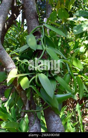 flat-leaved vanilla, West Indian vanilla, Vanille, Vanilla planifolia, Bali, Indonesia, Asia Stock Photo