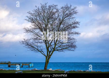 Sassnitz, Germany. 17th Jan, 2023. A single tree stands on the seafront on the Baltic Sea coast. Credit: Jens Büttner/dpa/Alamy Live News Stock Photo