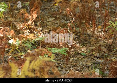 Leaves of plants and trees in an autumn color palette on a sunny autumn day. Stock Photo