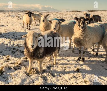 Sheep looking for fodder, or any exposed grass, in snow covered fields above Long Preston In North Yorkshire.....19th January 2023. Stock Photo