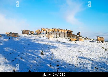 Sheep feeding on silage at the top of a snow covered snowy hill with blue sky in Carmarthenshire Wales UK January  KATHY DEWITT Stock Photo