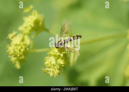 Closeup of a male hoverfly Sphaerophoria, probably Sphaerophoria scripta, family Syrphidae on blurred flowers of Lady's Mantle (Alchemilla vulgaris), Stock Photo