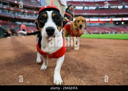 SF@CIN: Reds fans bring dogs to Bark in the Park 