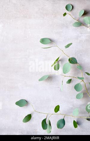 Eucalyptus twigs on stone, overhead view. Delicate grey green silver dollar eucalyptus leaves, copy-space. Flat lay, top view. Stock Photo