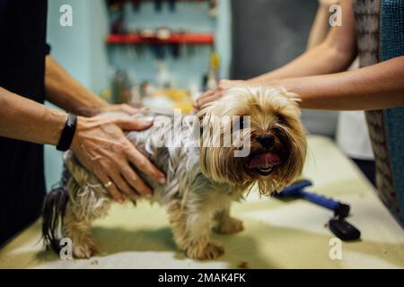 Groomer woman cutting and combing dog at grooming salon. Professional care of pets concept. High quality photo Stock Photo