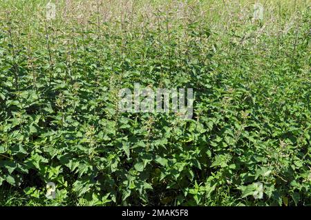 Stinging nettles. Urtica dioica - common nettle, burn nettle, Cardiff scenes. January 2023. Winter. Stock Photo