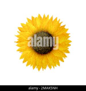 Sunflower vector icon. Pixel art illustration isolated on white background Stock Vector