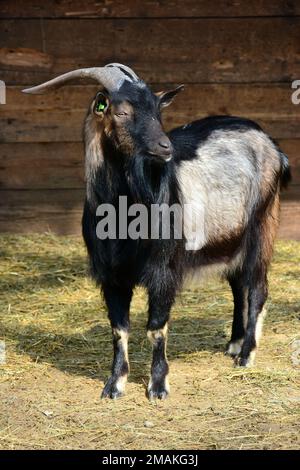 Cameroon dwarf goat, African Pygmy goat, Hausziege, Chèvre, Capra aegagrus hircus, Capra hircus hircus, kameruni törpekecske Stock Photo