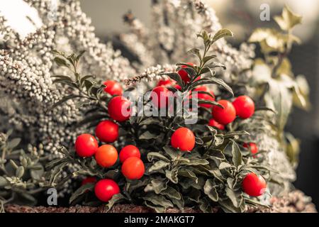 Floral composition with red berries and blurred background. Stock Photo