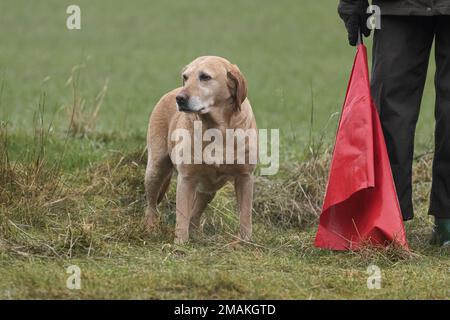 labrador on the beating line Stock Photo