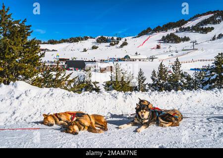 Huskey in a dog sled, lying on the snow and resting, ski resort, snow capped mountains and forest in background. Winter holidays, Andorra Pyrenees Stock Photo