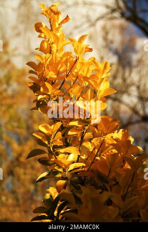 Close-up of the leaves of a Golden Euonymus shrub in autumn Stock Photo