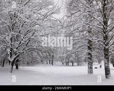 Winter idyllic and tranquil scene, selective focus. Snowy trees and a figure with a snow tube Stock Photo