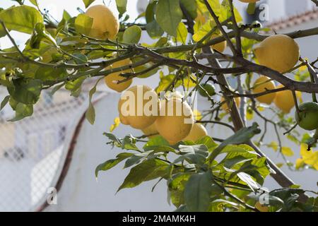 Yellow citrus lemon fruit and green leaves in the garden in clear weather. Citrus lemon growing on a tree branch, close-up. Ornamental indoor plant Stock Photo