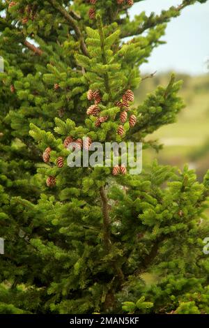 Pine tree with mature cones in summertime in the Blue Ridge Mountains, VA, USA Stock Photo