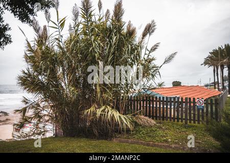 Common cane, an invasive plant in Portugal, growing outside a wood-stinking catering establishment overlooking the beach sand and the sea on a gray da Stock Photo
