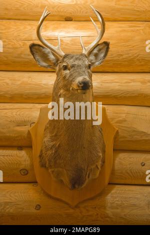 Mounted buck deer trophy on log wall inside Scandinavian style log home. Stock Photo