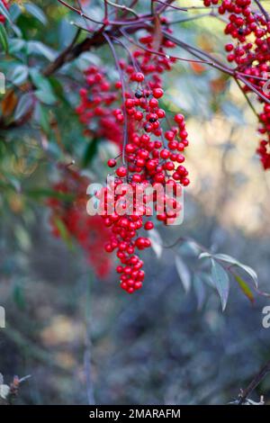 Red berries of heavenly bamboo (Nandina) Stock Photo