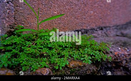 Micro View Of (Brahmi Bacopa Monnieri) Weed Plant, Growing Beside House Wall Stock Photo