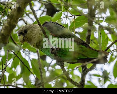 A Cape Parrot (Poicephalus robustus) perched in a tree. Tzaneen, Limpopo, South Africa. Stock Photo