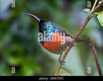 A colorful male Greater Double-collared Sunbird (Cinnyris afer) perched on a branch. Underberg, Kwazulu-Natal, South Africa. Stock Photo