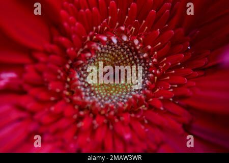 Close-up view of Red Gerbera flower blooming in the garden Stock Photo