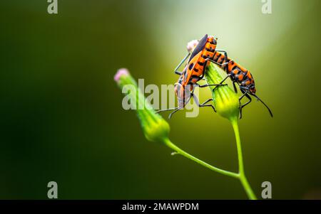 Red bugs on a green flower in the garden. Macro photography. Stock Photo