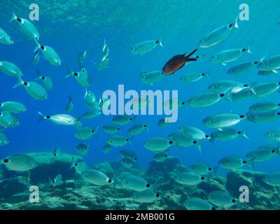 Saddled sea bream and one damsel fish Stock Photo