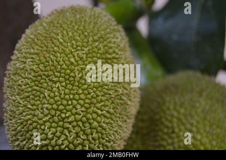 Close-up portrait of green jackfruit hanging on the tree. Young, fresh and green fruit. Stock Photo