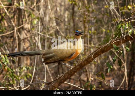 Giant coua (Coua gigas) is a bird species from the coua genus in the cuckoo family that is endemic to the dry forests of western and southern Madagasc Stock Photo