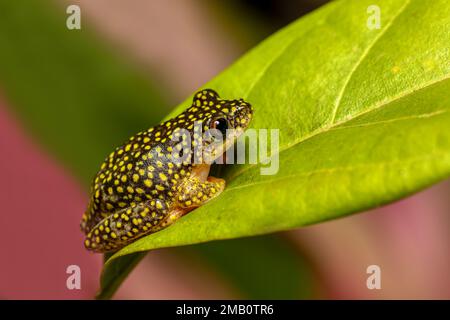 Starry Night Reed Frog, (Heterixalus alboguttatus) species of endemic frogs in the family Hyperoliidae endemic to Madagascar. Ranomafana, Madagascar w Stock Photo