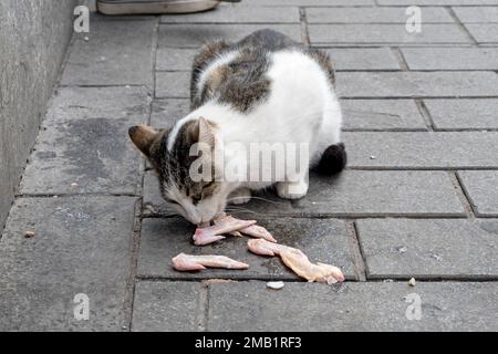 Homeless cat eating meat in a street in Istanbul, Turkey Stock Photo