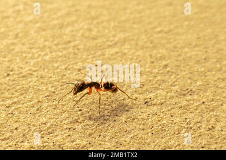 A close-up shot of a banded sugar ant walking on the beach on a sunny day Stock Photo