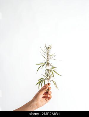 Marijuana oil, cbd recreation. Fresh cannabis leaf and medical pills on