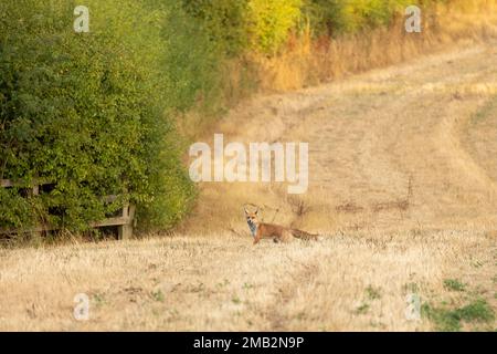 wild female, vixen Red fox scientific name Vulpes vulpes hunting in a recently cut crop field Stock Photo