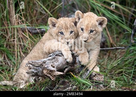 ADORABLE images of the cutest lion cubs sitting and posing for a portrait photoshoot have been captured in Little Vumbura Camp, Okavango Delta, Botswa