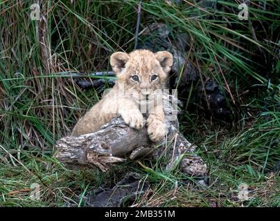 ADORABLE images of the cutest lion cubs sitting and posing for a portrait photoshoot have been captured in Little Vumbura Camp, Okavango Delta, Botswa
