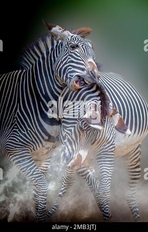 two zebras fighting in a cloud of dust