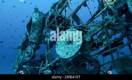 Details of sculpture of an elephant on seabed near swim school of tropical fish. Lighthouse dive site, Red Sea, Dahab, Egypt Stock Photo