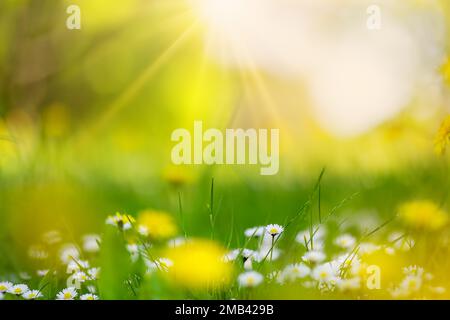 Macro photography of the flowering field of daisies and dandelions in spring. Stock Photo