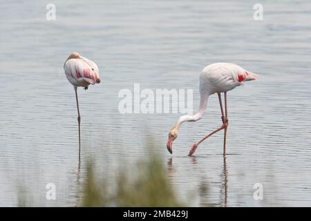 Pink flamingos (Phoenicopterus ruber-roseus), Zwillbrocker Venn, North Rhine-Westphalia, Germany Stock Photo